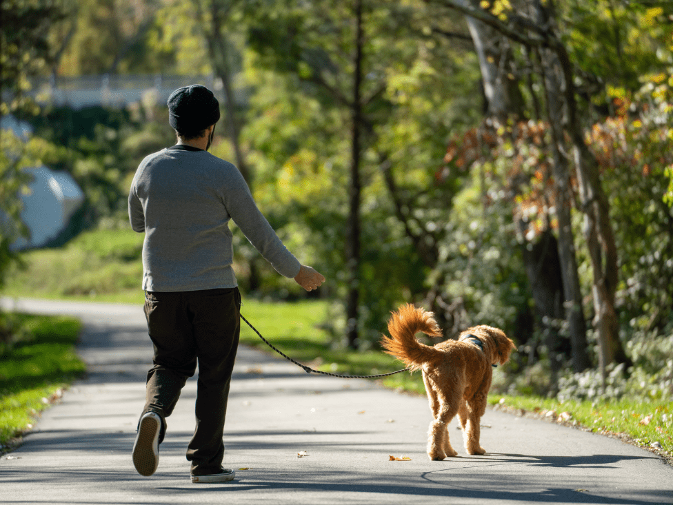 A woman walking her dog down the street.