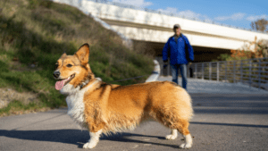 Happy corgi walking on path.