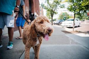 A brown poodle on a leash walking down a sidewalk in Oxford, OH.