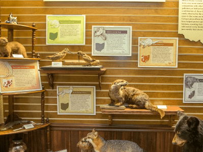 Visitors can enjoy a captivating display of stuffed animals at the Oxford Museum, one of the city's top attractions.