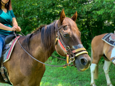 A horse with a harness on its head.