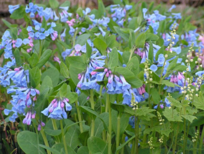 A field of blue flowers with purple centers.