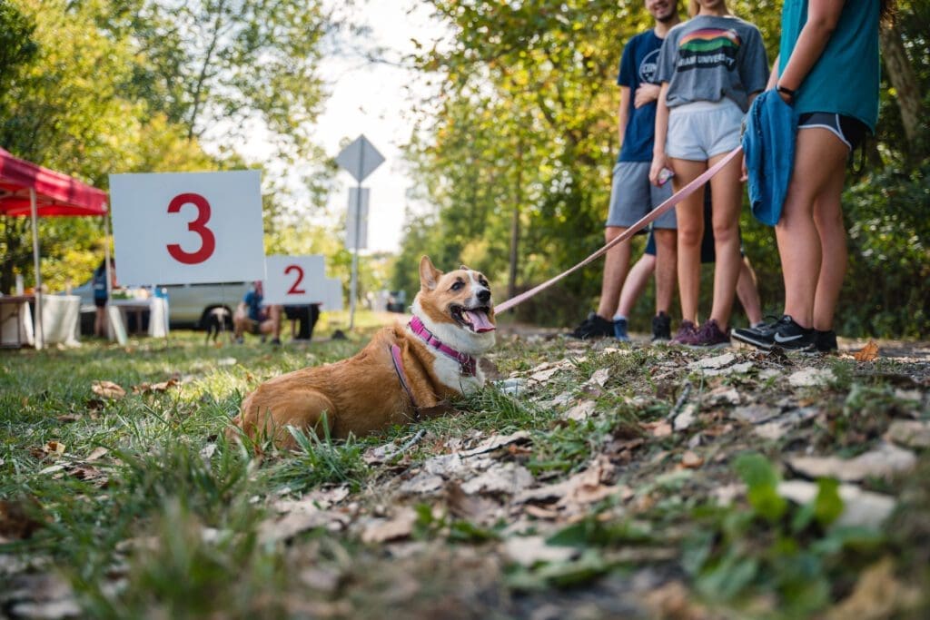 Corgi dog sitting in grass with tongue sticking out