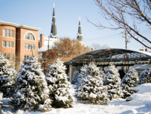 Snowy christmas trees lined up