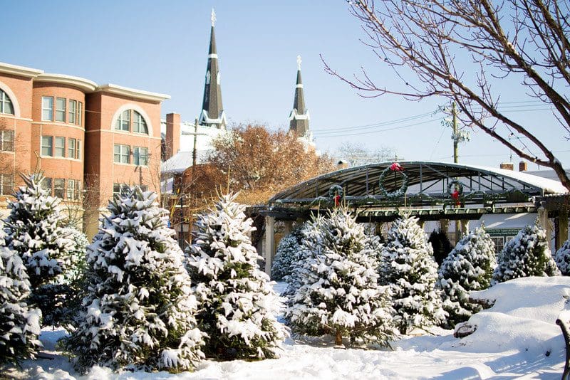 Lined up evergreen trees dusted with snow