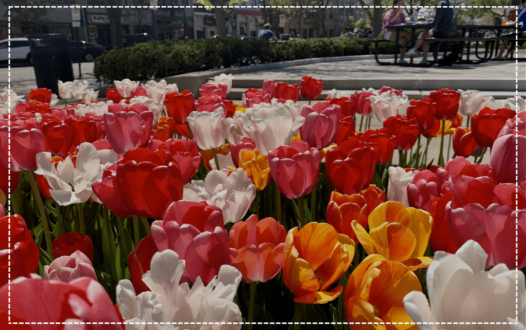 Plain background of multicolored tulips at uptown park with stitch border
