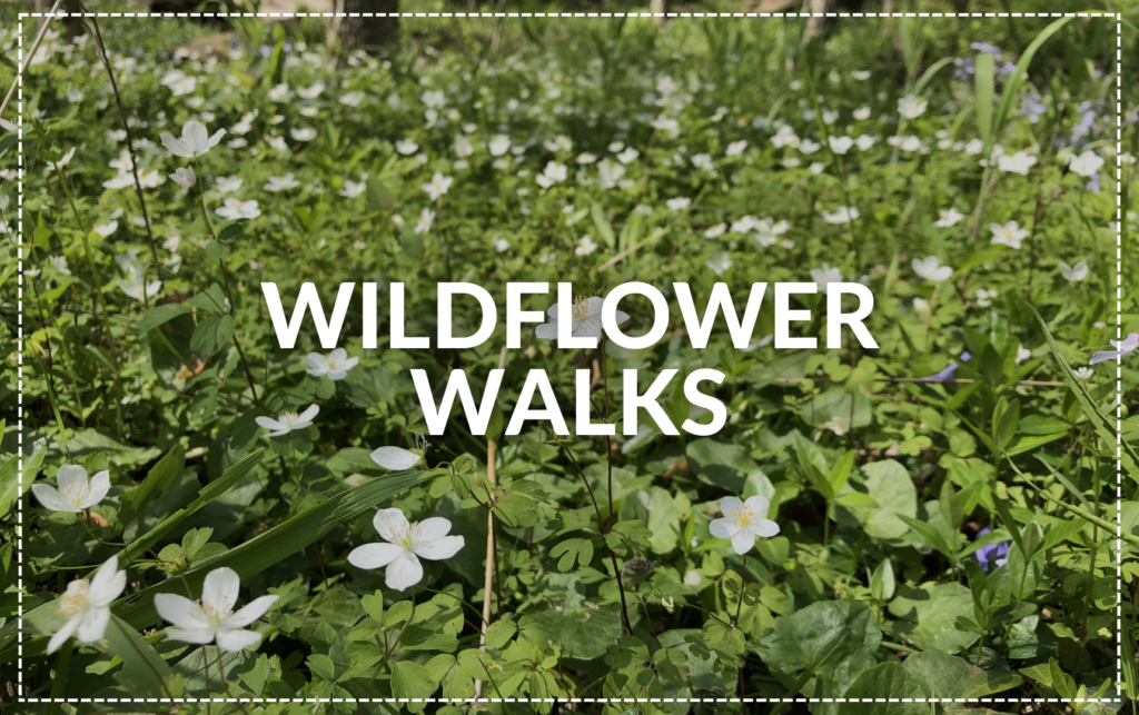 blog post featured image of Wildflower Walks