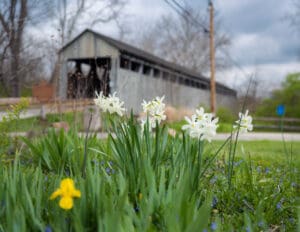 white and yellow wildflowers in front of the Black Covered Bridge