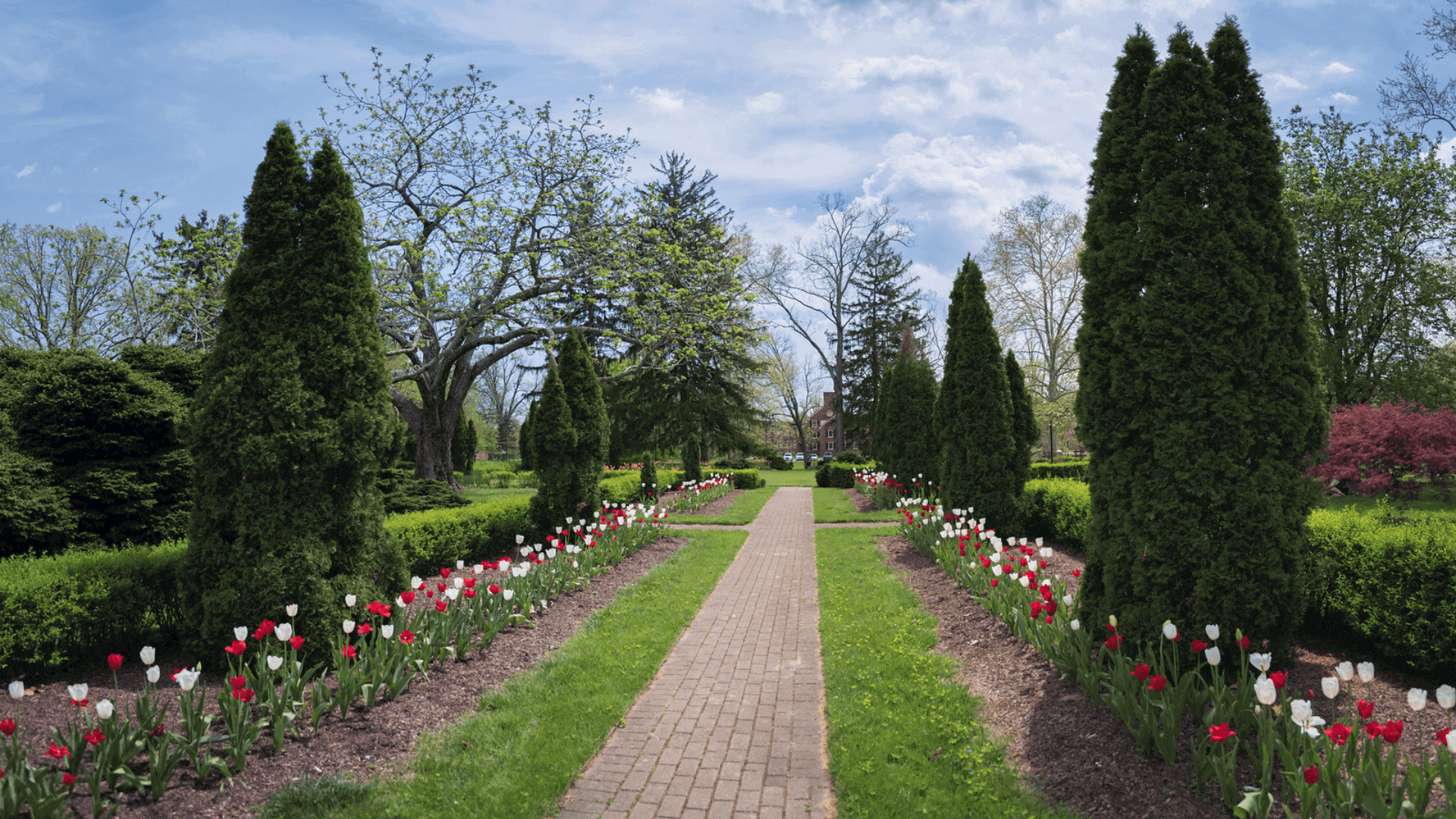 Brick path, tulips, and manicured hedges.