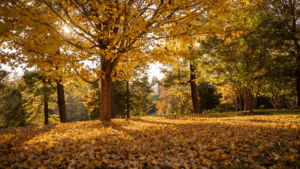 Fall foliage of a tree on Western Campus with yellow leaves covering the ground