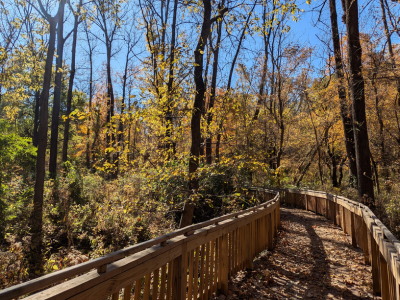 Ruder Preserve boardwalk under the fall leaves.