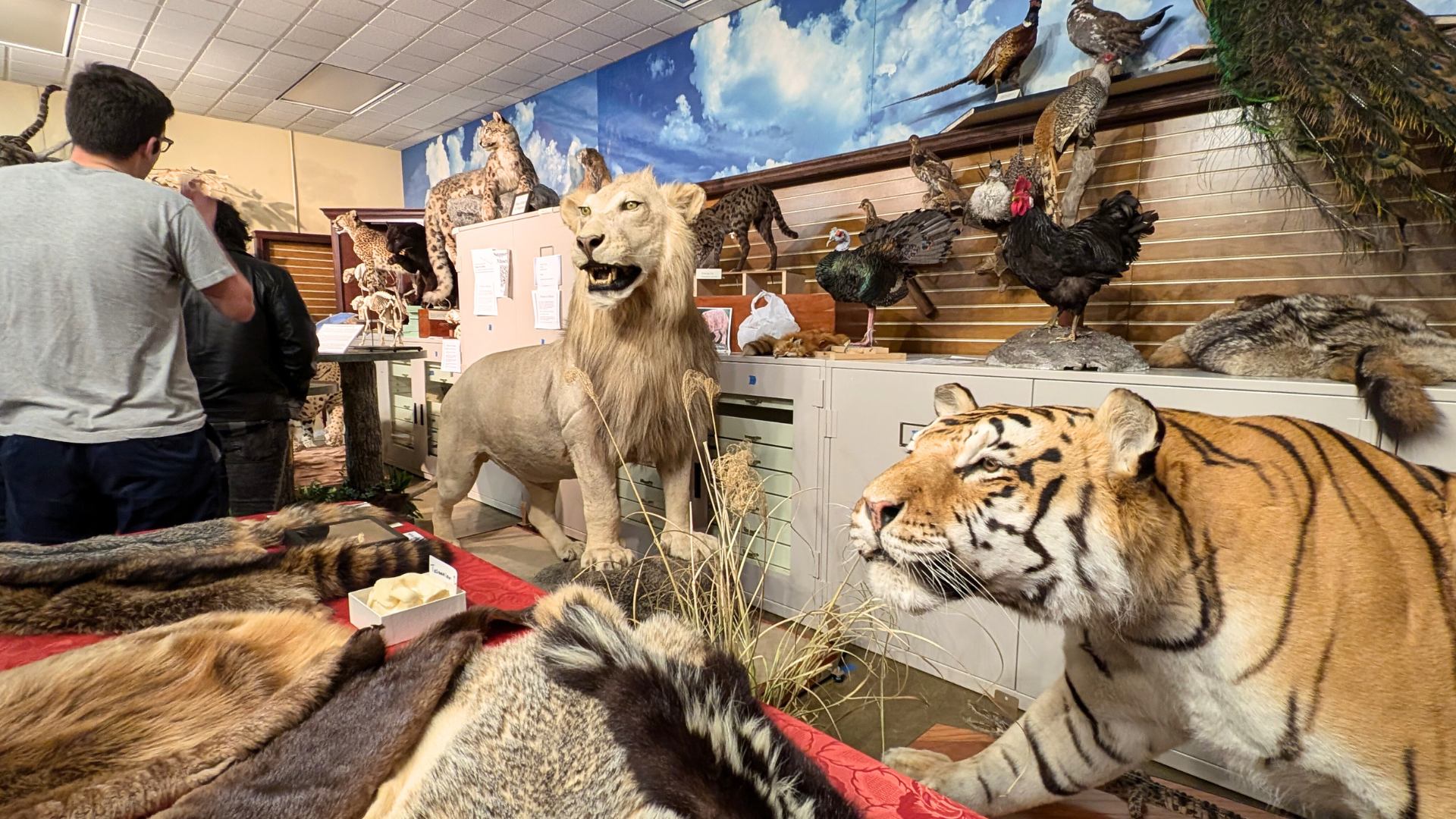 animals on display inside the Hefner Museum of Natural History