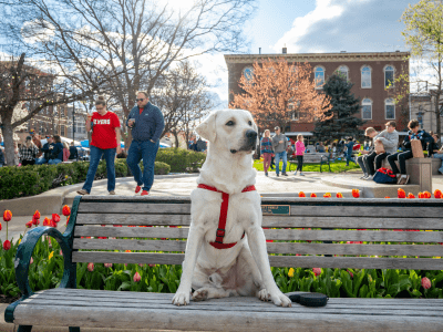 White lab sitting on a bench at Uptown Parks