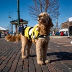 Dog in bee costume on brick street.