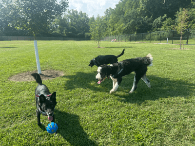 Three larges dogs chasing a blue ball inside Barkham Park