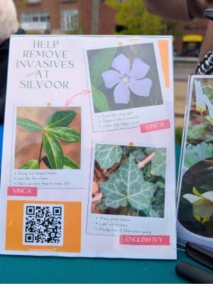 help remove invasives at Silvoor: Vinca and English Ivy (three photos of examples seen)