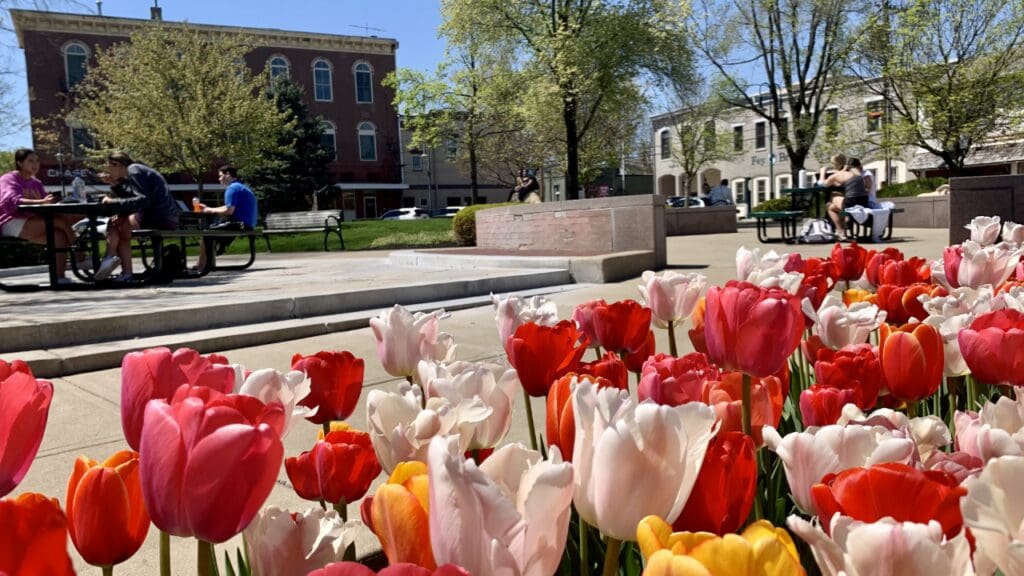 A garden bed of red white and yellow tulips off to the side of people sitting at a picnic table in Uptown Parks