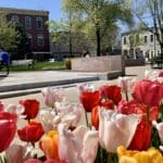 A garden bed of red white and yellow tulips off to the side of people sitting at a picnic table in Uptown Parks