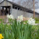 Flowers and covered bridge in countryside scene.