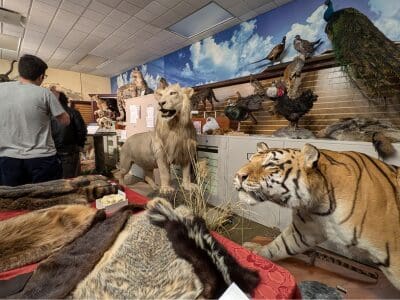 taxidermy animals set up in the Hefner Natural History Museum at Upham Hall