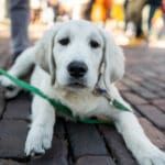 A cute puppy lays on the red-brick streets of Uptown Oxford.