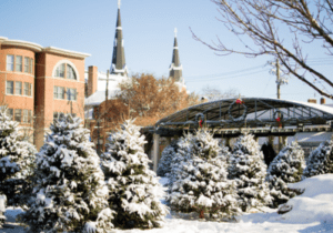 Snowy christmas trees lined up