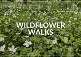 blog post featured image of Wildflower Walks